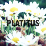 Edward Shallow – Platitus